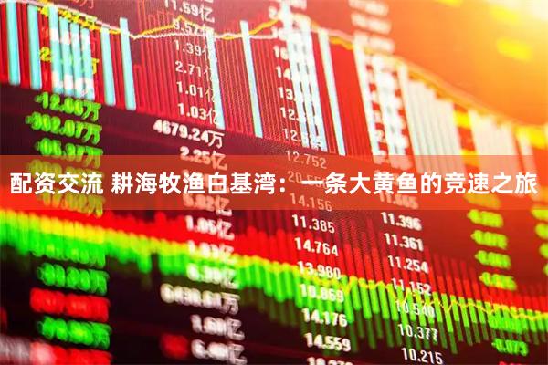 配资交流 耕海牧渔白基湾:一条大黄鱼的竞速之旅